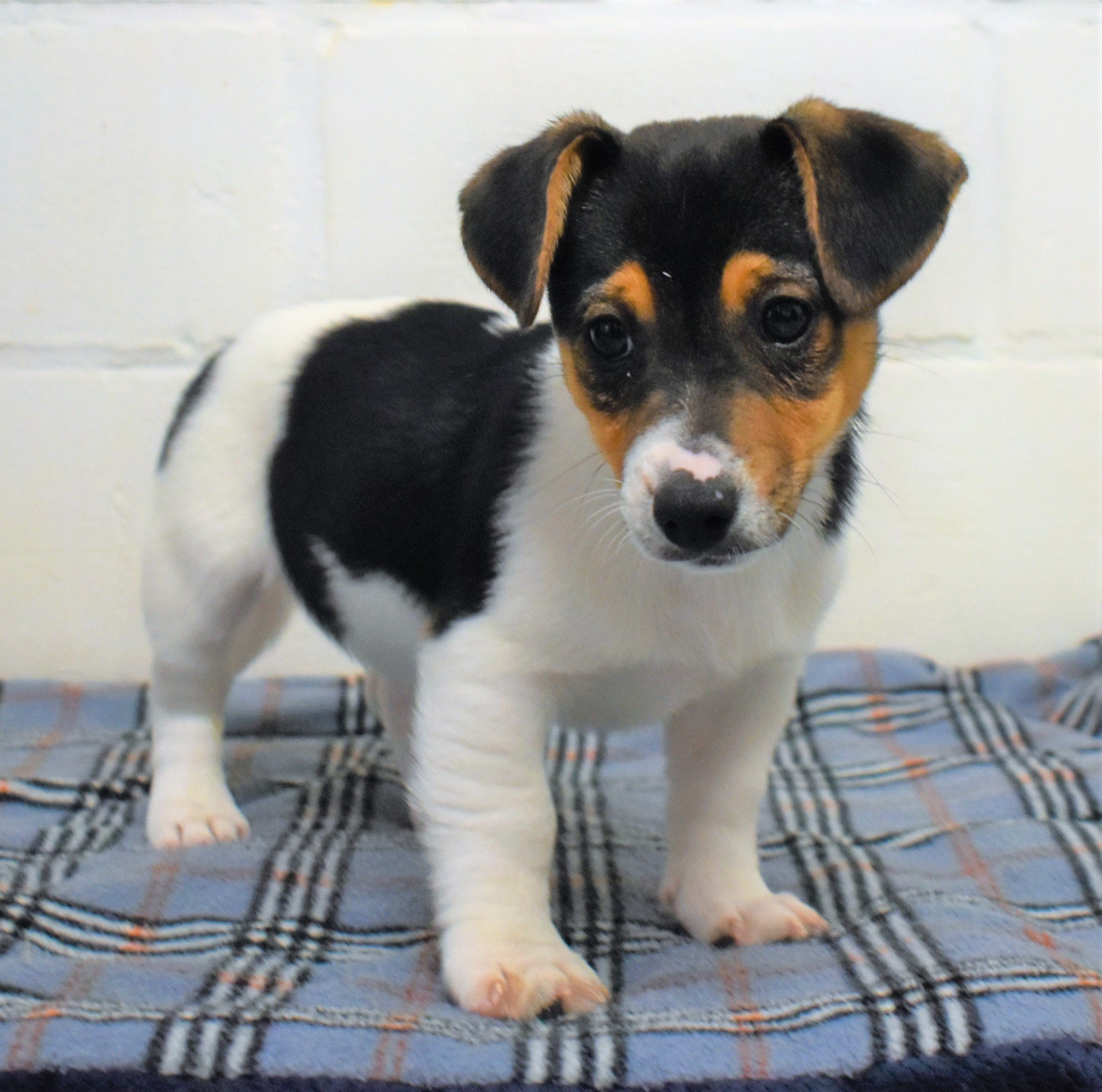 Jack Russell | Éleveur de chiens Houssin Kuurne |Chiots à vendre ...