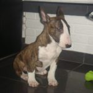 Bull Terrier Thaï
