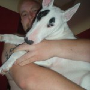 Bull Terrier Xena