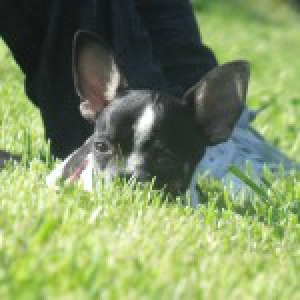 Gaby, notre Chihuahua