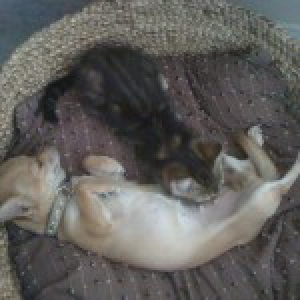 Laurette, le Chihuahua