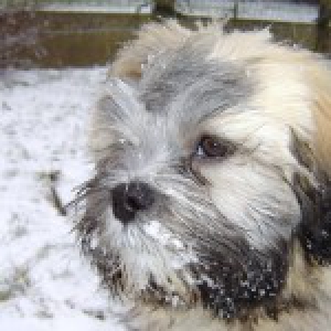 Lhassa Apso Newton