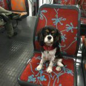 Lycka, le Cavalier King Charles