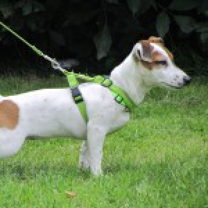 Notre Jack Russel Houba