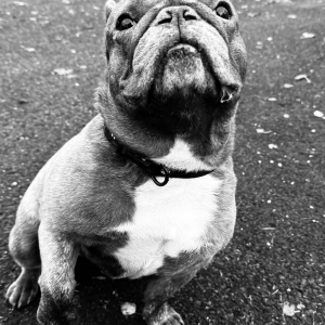 Plume, de Bouledogue Fran&ccedil;ais