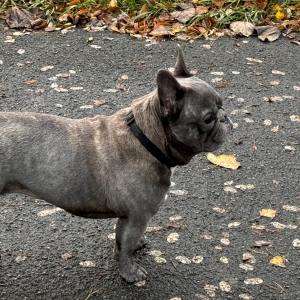 Plume, de Bouledogue Fran&ccedil;ais