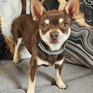 Thallya et Thaiico, de Chihuahua