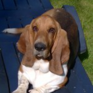Watson, le Basset Hound