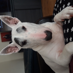 Xena, le Bull Terrier