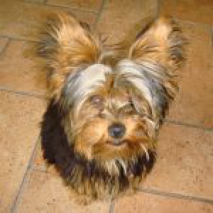 Yorkshire Terrier Babou