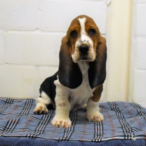 Basset hound