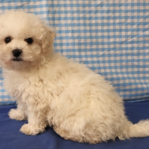 Bichon Fris&eacute;