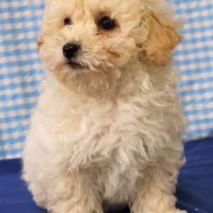Bichon Fris&eacute;