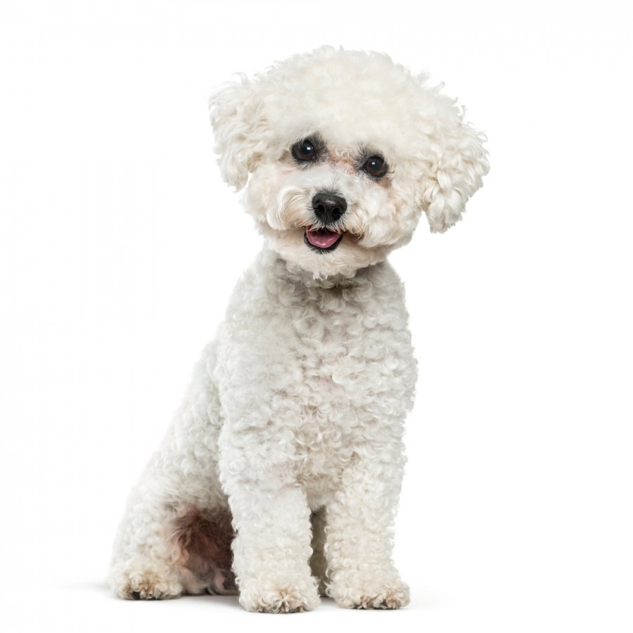 Bichon Frise Eleveur De Chiens Houssin Kuurne Chiots A Vendre Plus De Races Bichon Frise Eleveur De Chiens Houssin Kuurne Chiots A Vendre Plus De Races