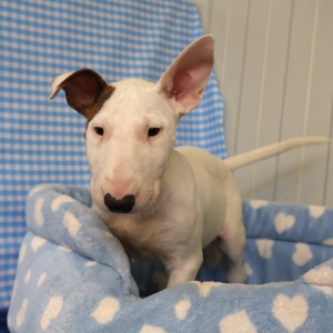 Bull Terrier