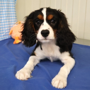 Cavalier King Charles Epagneul