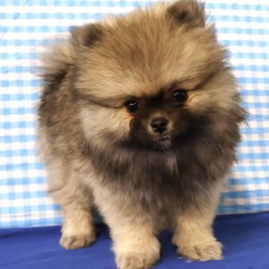Spitz/Spitz Nain/Loulou de Pom&eacute;ranie