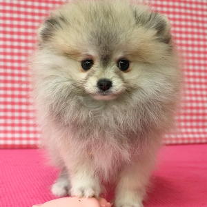Spitz/Spitz Nain/Loulou de Pom&eacute;ranie