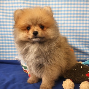 Spitz/Spitz Nain/Loulou de Poméranie