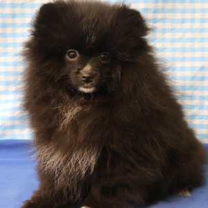 Spitz/Spitz Nain/Loulou de Pom&eacute;ranie