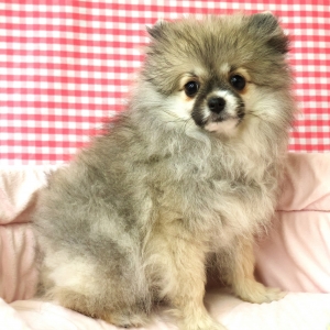 Spitz/Spitz Nain/Loulou de Pom&eacute;ranie
