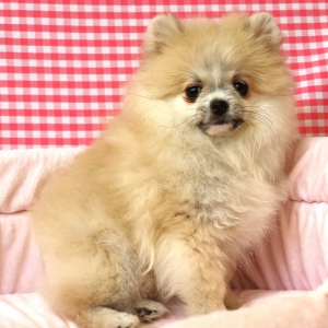 Spitz/Spitz Nain/Loulou de Pom&eacute;ranie