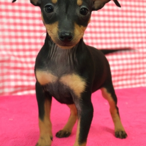 Pinscher Nain