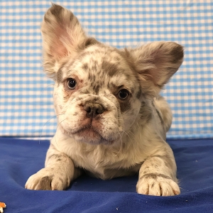 Bouledogue Fran&ccedil;ais