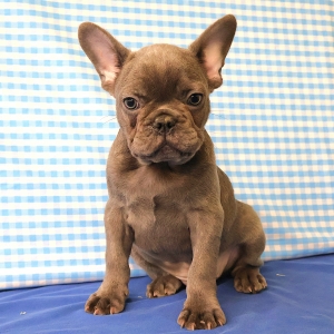Bouledogue Fran&ccedil;ais