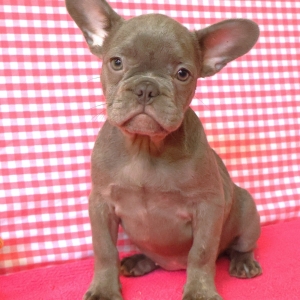 Bouledogue Fran&ccedil;ais