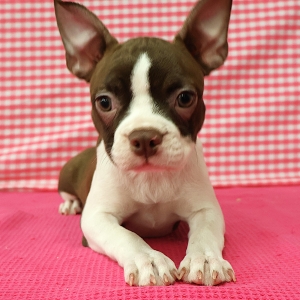 Bouledogue Fran&ccedil;ais