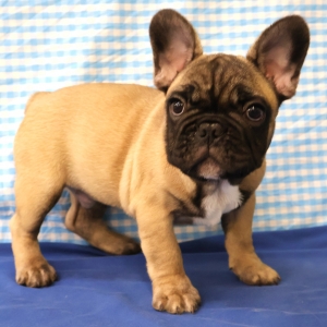 Bouledogue Fran&ccedil;ais