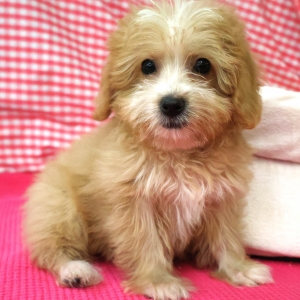 Adorables chiots croisés