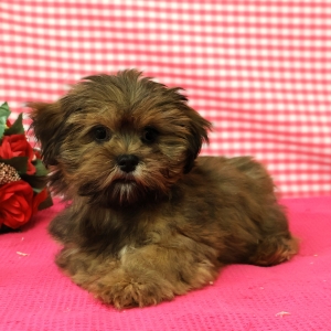 Lhasa Apso