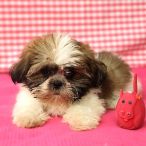 Shih Tzu