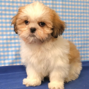 Shih Tzu