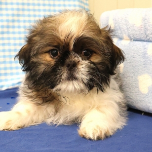 Shih Tzu