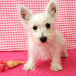 West Highland White Terrier (Westie)